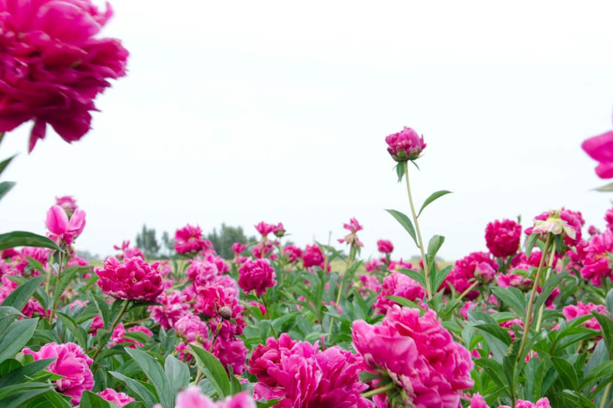 Temporada de peonías, la flor más esperada del año