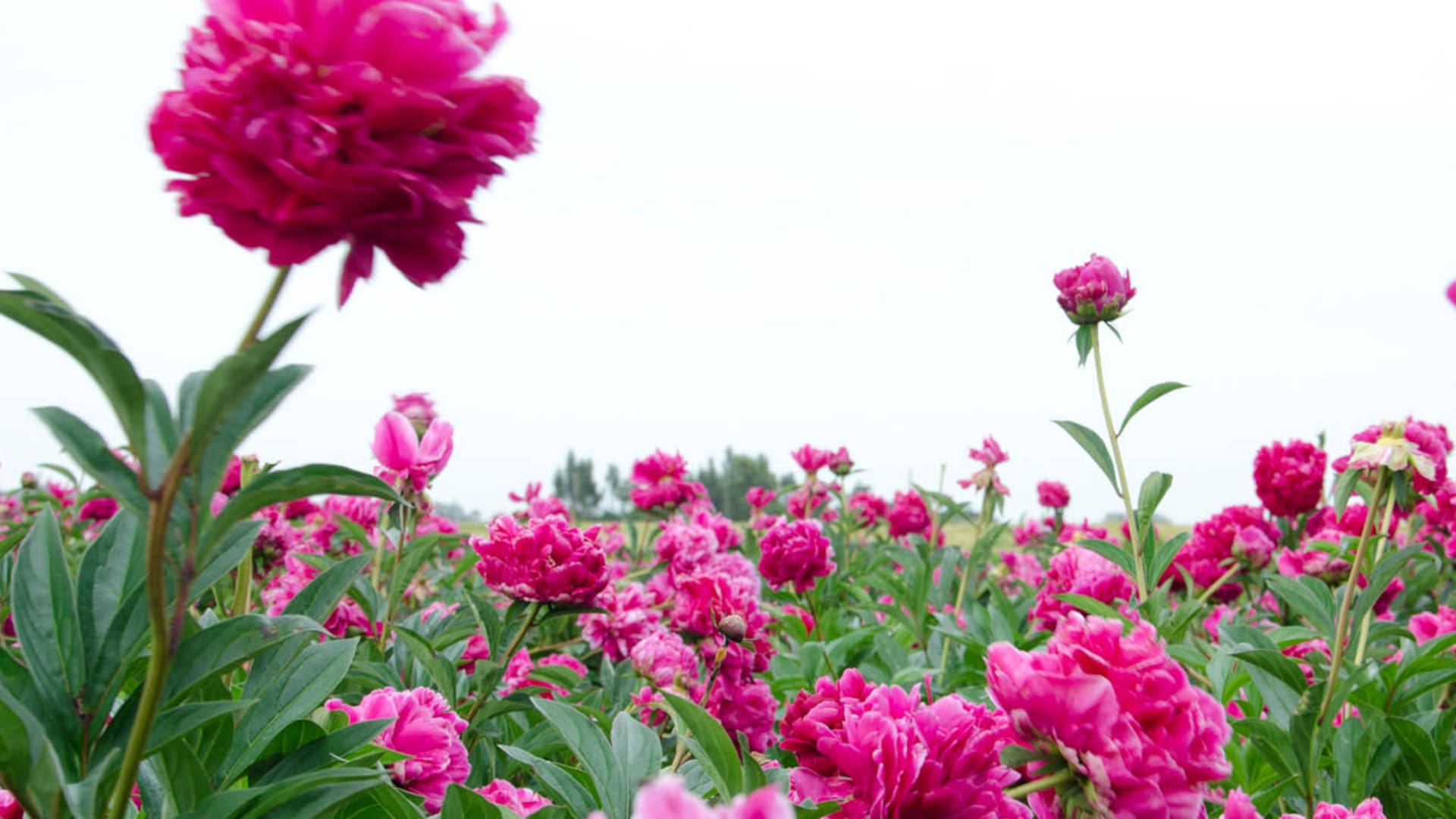 Temporada de peonías, la flor más esperada del año