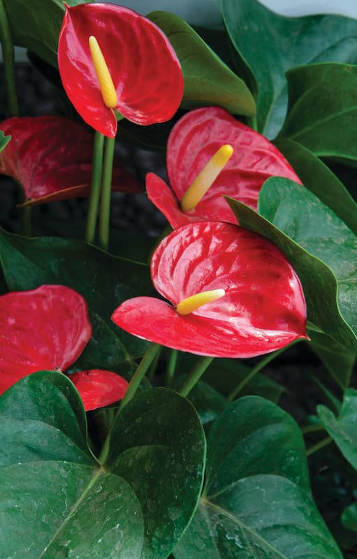 Plantas de interior con flores.