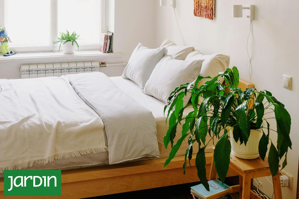 Por qué la ciencia ahora dice que tener plantas en el dormitorio es bueno para la salud