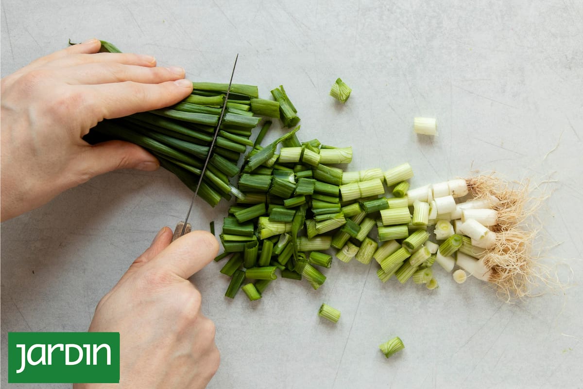 La verdura comodín que podés cultivar en maceta, crece muy rápido y vas a usar en la cocina