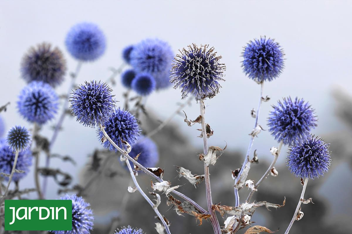 Sinfonía en azul: 5 flores irresistibles para un jardín que invite a la meditación y el relax