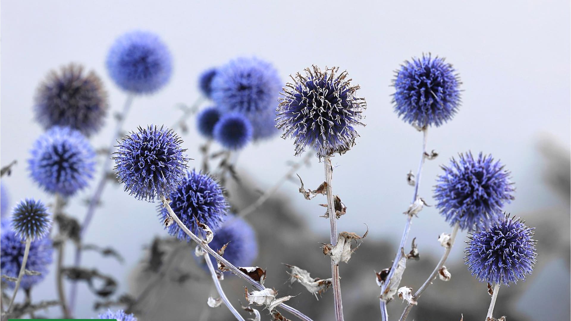 Sinfonía en azul: 5 flores irresistibles para un jardín que invite a la meditación y el relax