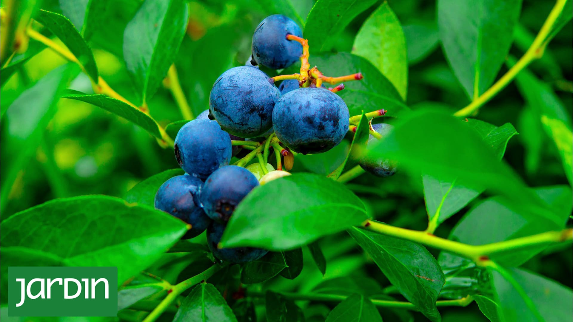 Cómo cultivar la fruta que mejora la memoria y aumenta la concentración