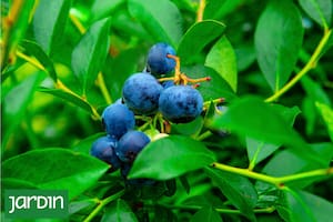 La fruta que mejora la memoria y aumenta la concentración, la encontrás en verdulerías y hasta podés cultivarla en casa