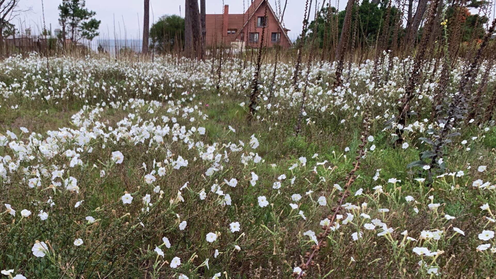 Emprendimientos: el vivero de semillas que busca proteger las flores silvestres de Uruguay