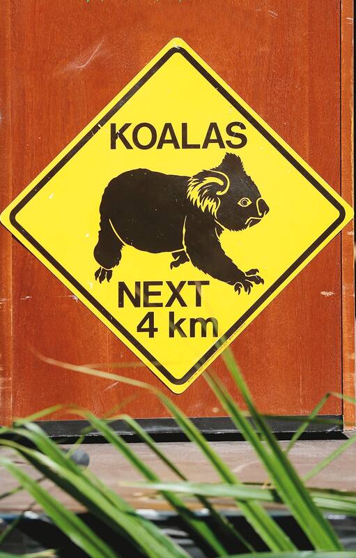 ¿Por qué perder a los koalas nos pone en peligro?