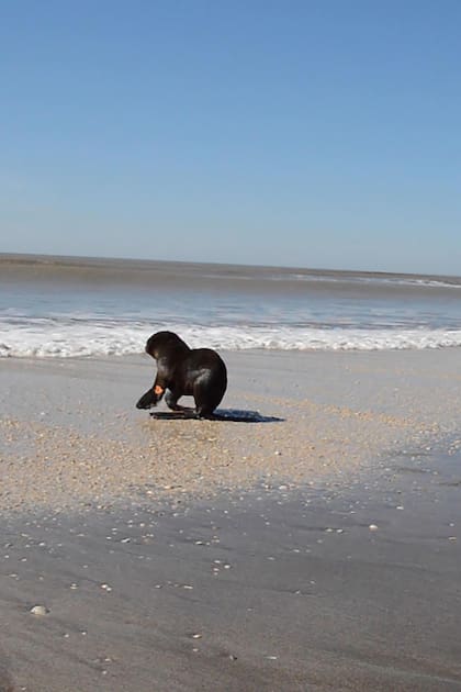 Vuelven al mar tres lobos marinos rescatados en el Partido de la Costa