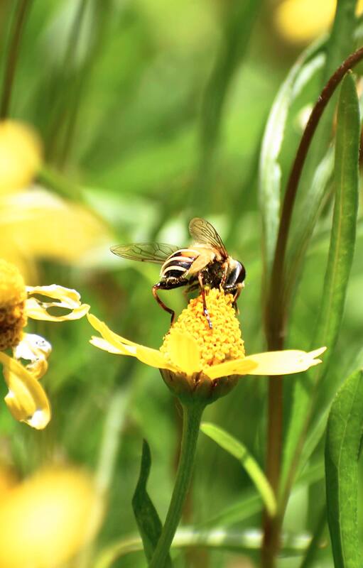 10 pequeños pasos para transformar un jardín tradicional en uno sostenible sin perder encanto