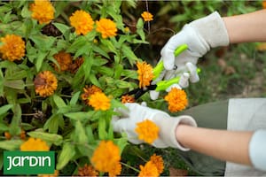 Cómo dejar el jardín prolijo antes de que llegue el otoño