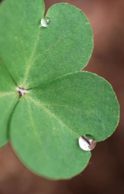 Los tréboles falsos que, por su belleza sutil se convirtieron en plantas de interior