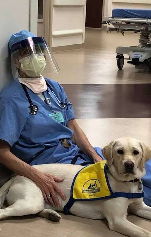 Coronavirus. Un perro de terapia y su trabajo especial: "Cuando entra al hospital, el personal se ilumina"