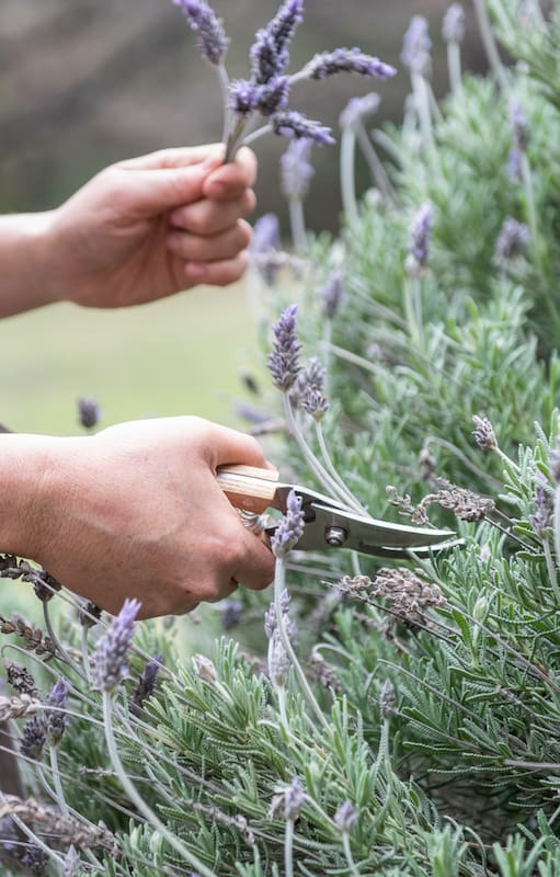 Descubrí qué tenés que hacer en verano para que tus lavandas exploten de flores todo el año