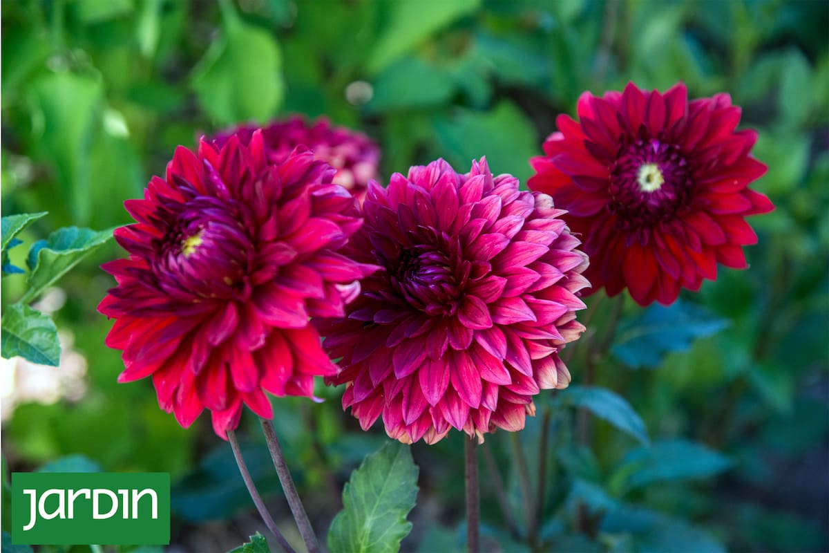 Cómo cuidar las dalias para que florezcan todo el verano y lleguen hermosas al otoño