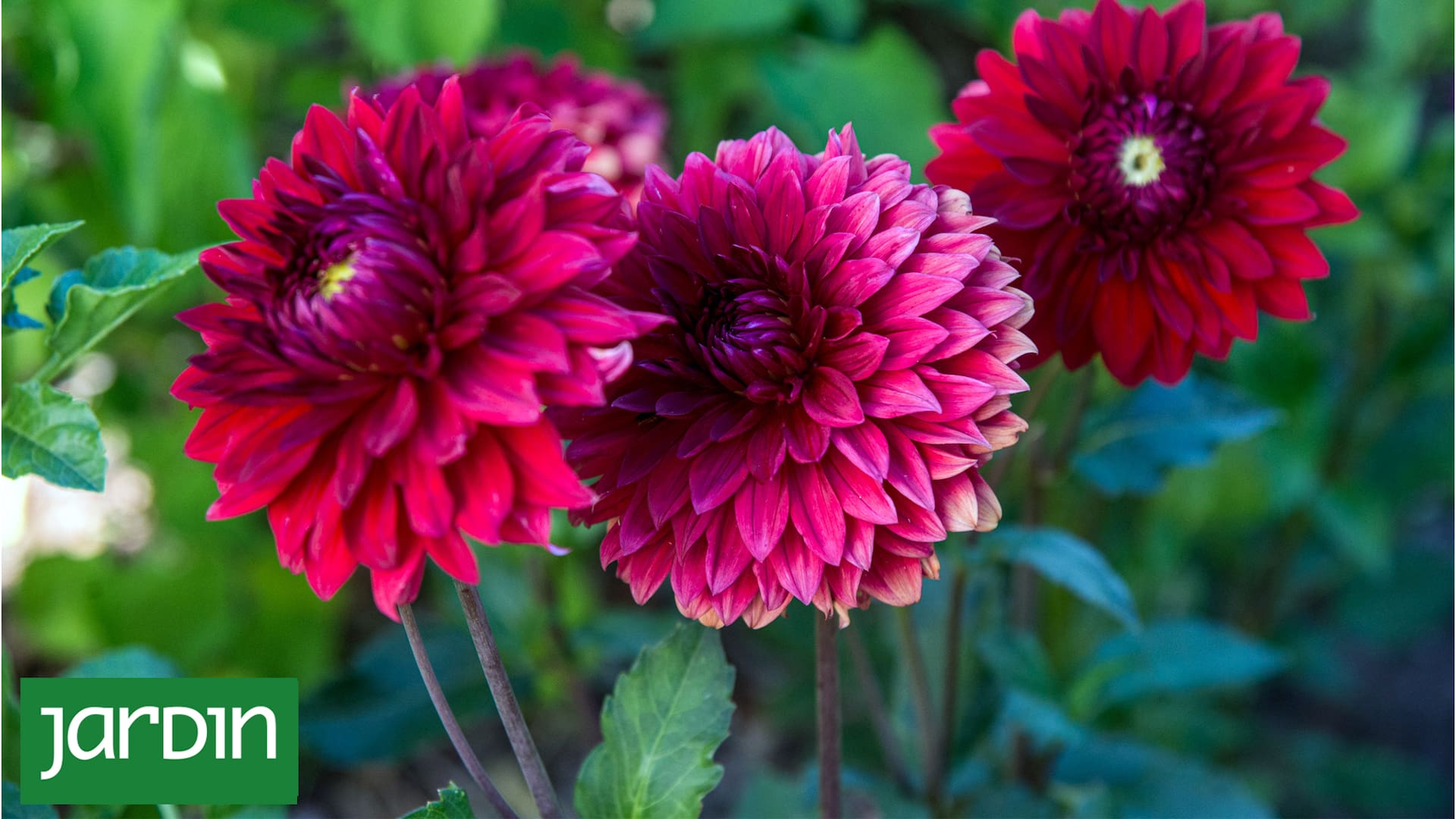 Cómo cuidar las dalias para que florezcan todo el verano y lleguen hermosas al otoño