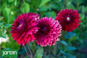 Cómo cuidar las dalias para que florezcan todo el verano y lleguen hermosas al otoño