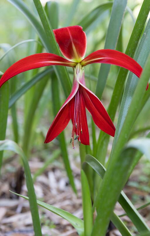 El origen de la emblemática flor de lis