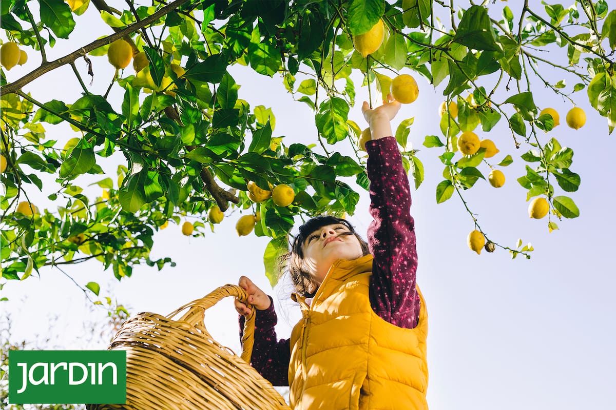 ¡Tu limonero lo va a agradecer! Esta es la manera correcta de cosechar tus limones