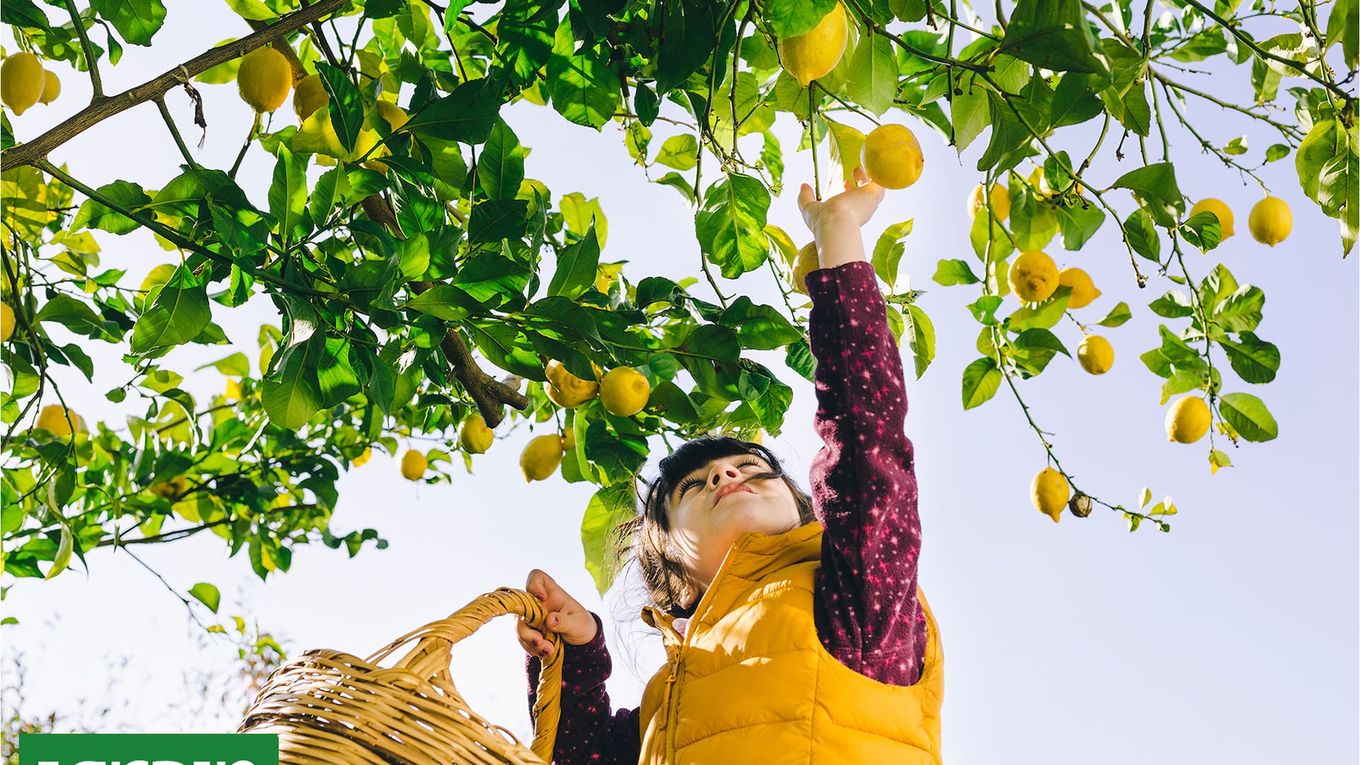 ¡Tu limonero lo va a agradecer! Esta es la manera correcta de cosechar tus limones