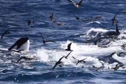 75 orcas atacaron a una ballena azul en la costa oeste de Australia, y acabaron con su vida