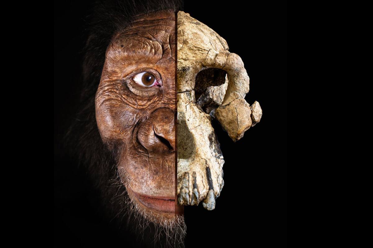 Descubren un cráneo notablemente completo de un antepasado de los humanos de casi 4 millones de años