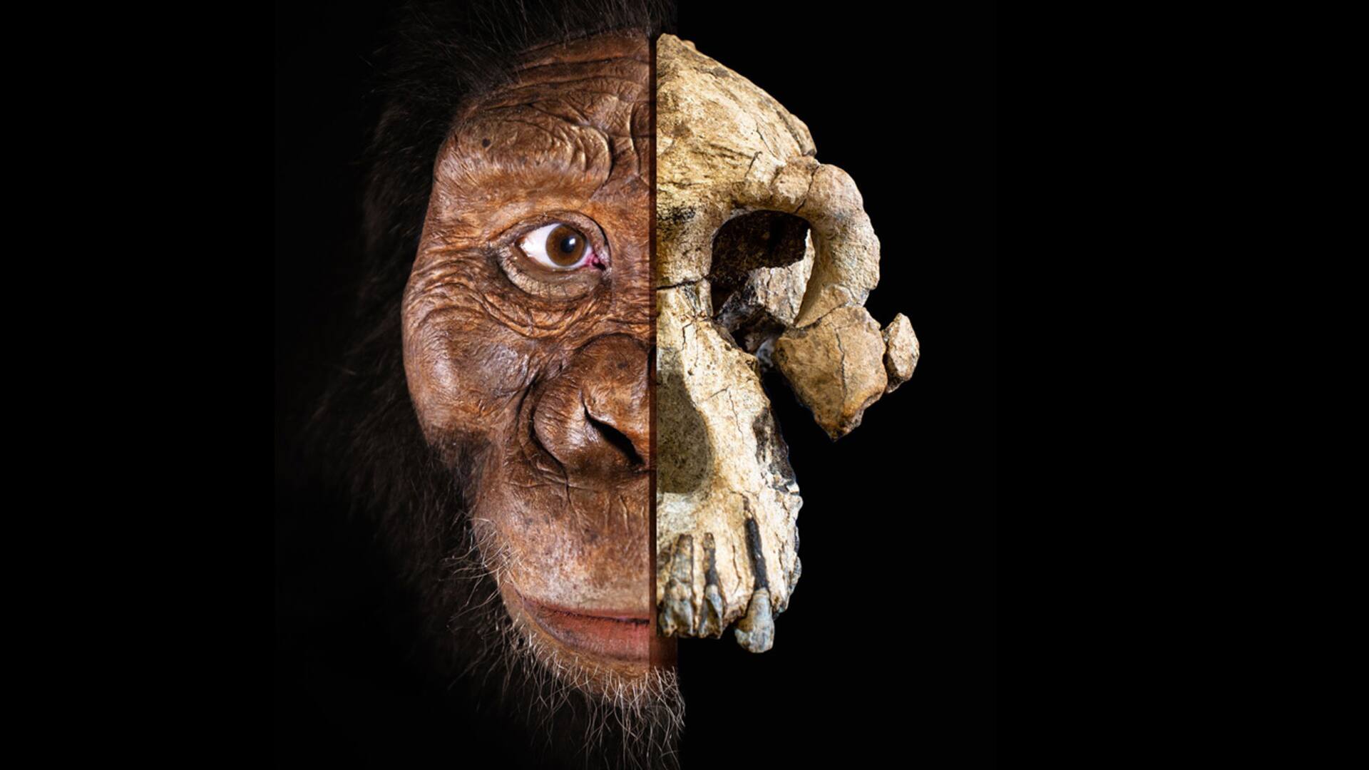 Descubren un cráneo notablemente completo de un antepasado de los humanos de casi 4 millones de años