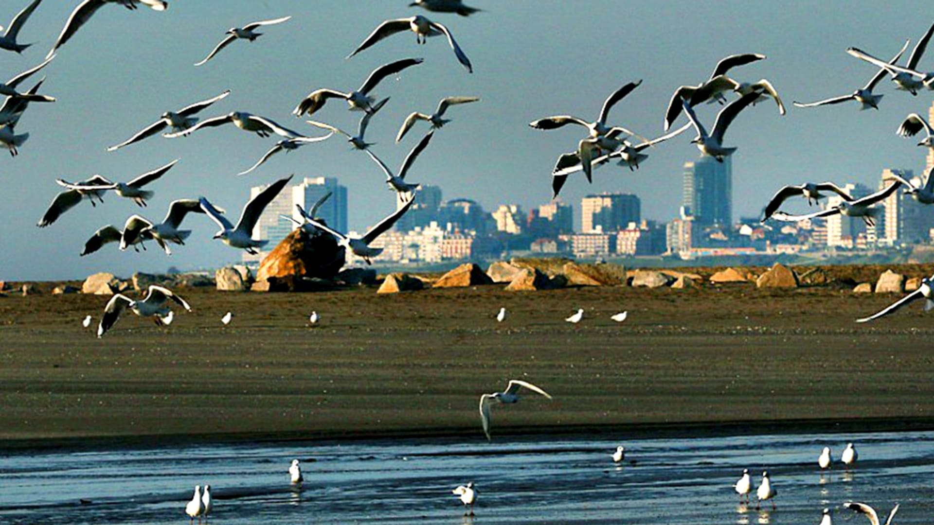 Las playas de Mar del Plata, en su máxima belleza, sin poder disfrutarlas