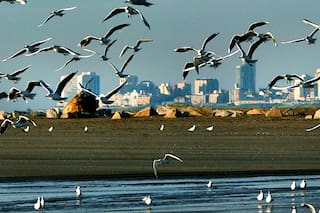 Las playas de Mar del Plata, en su máxima belleza, sin poder disfrutarlas