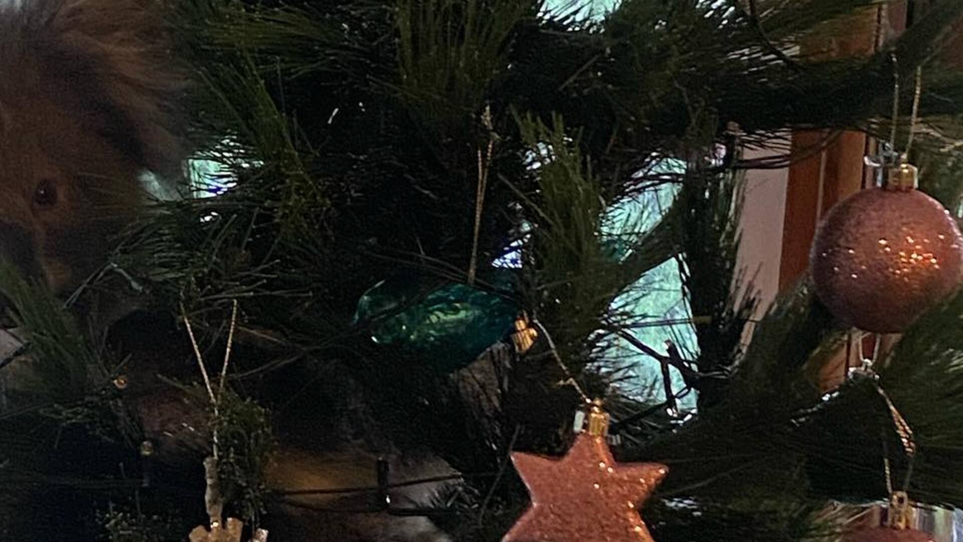 Regalo anticipado: llegaron a casa y lo encontraron subido al árbol de Navidad