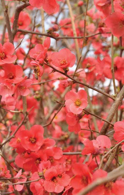 Empezó el invierno: conocé qué plantas nos regalan color con sus flores