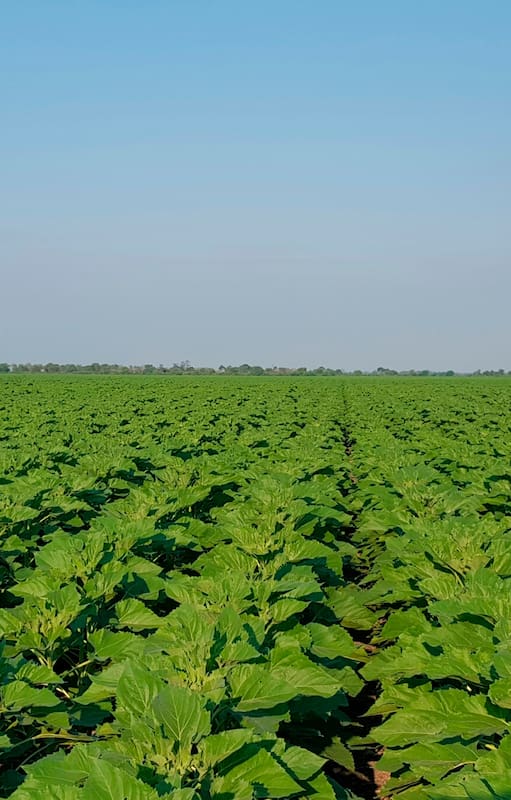 Dr. Agro: así es el primer asistente inteligente para el campo que responde a toda hora