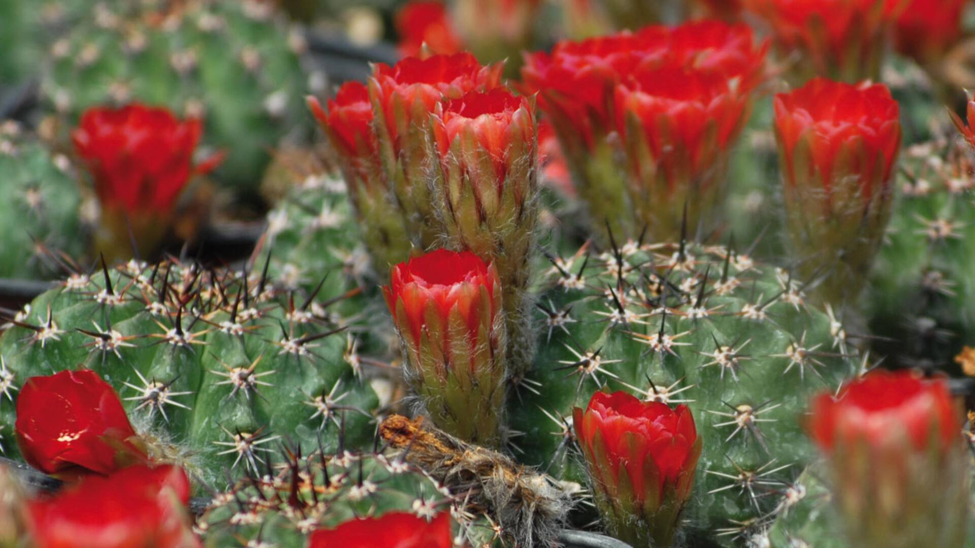 Cactus y suculentas. En primavera también necesitan cuidados