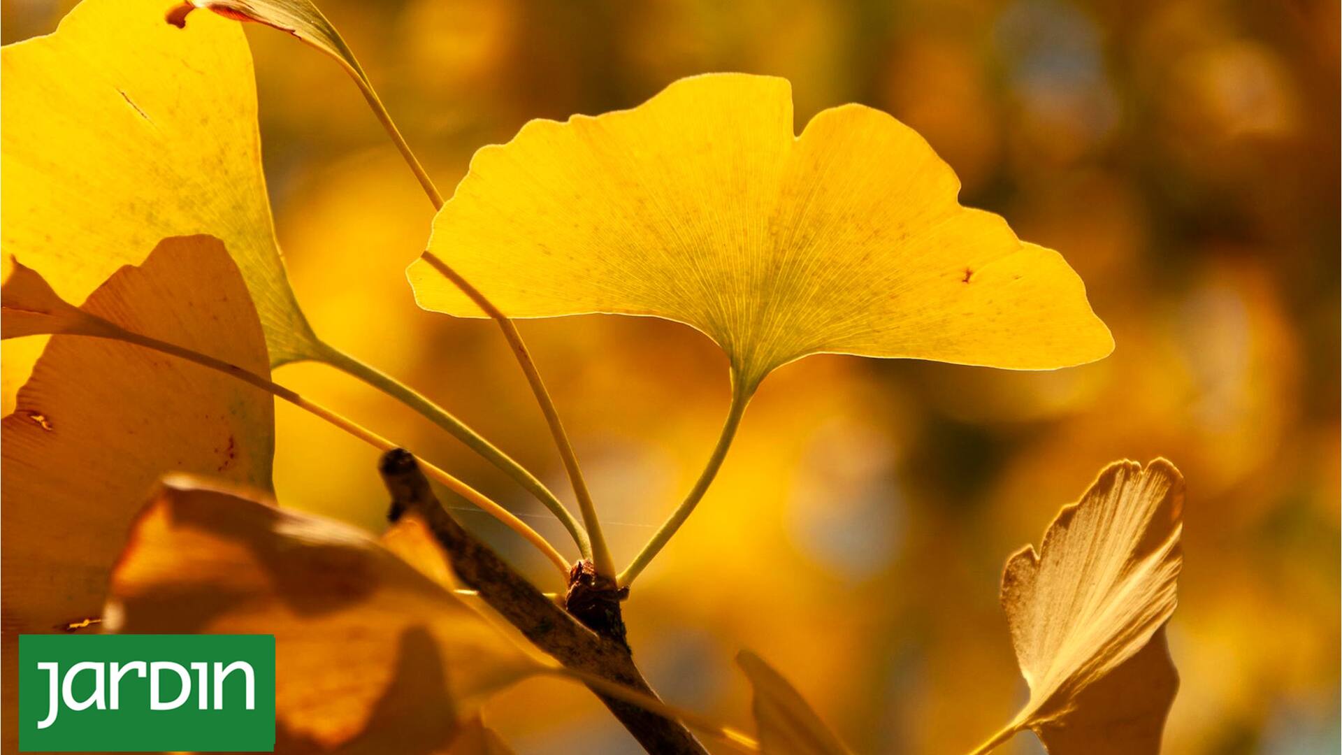 Plantas mágicas: dan un toque de encanto, vitalidad y tienen efectos en nuestro estado de ánimo