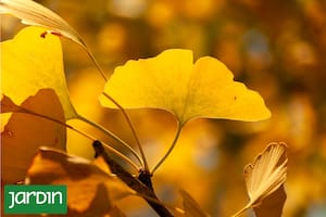 En otoño dan un toque de encanto, vitalidad y tienen efectos en nuestro estado de ánimo