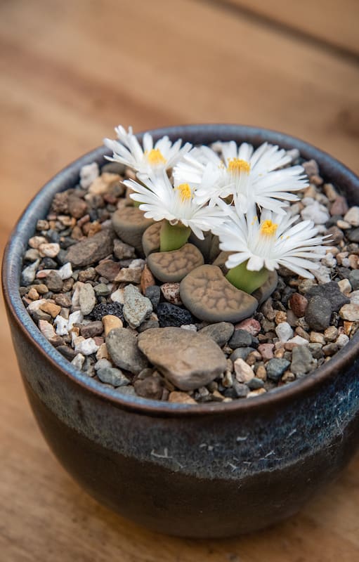 Qué son los lithops, las asombrosas “piedras vivas” que enamoraron a Pinterest