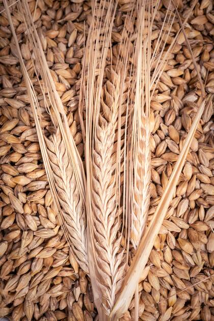 Cebada: Es el quinto cereal más cultivado en el mundo, superfácil de cocinar y benéfico para la salud 