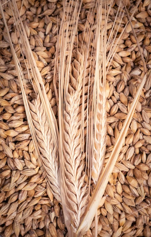 Cebada: Es el quinto cereal más cultivado en el mundo, superfácil de cocinar y benéfico para la salud