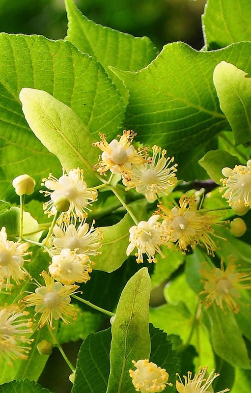 Descubrí por qué una siesta debajo de un árbol de tilo en flor puede cambiar tu día