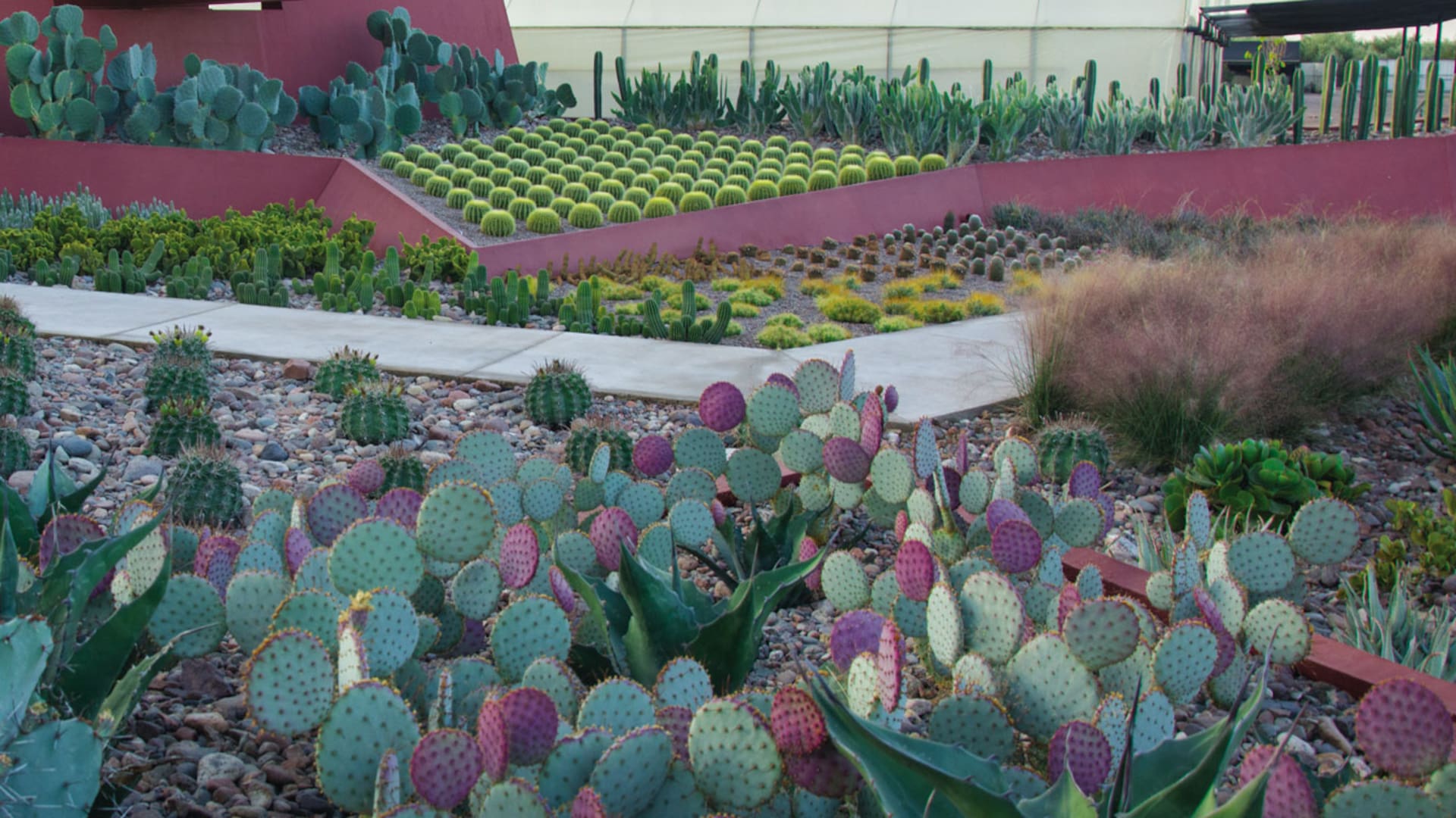 Un jardín andino diseñado para exponer la magnificencia de los cactus