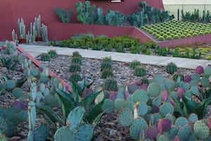 Un jardín andino diseñado para exponer la magnificencia de los cactus