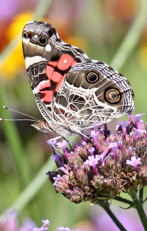 La flor nativa de moda que va a llenar tu jardín de mariposas esta primavera