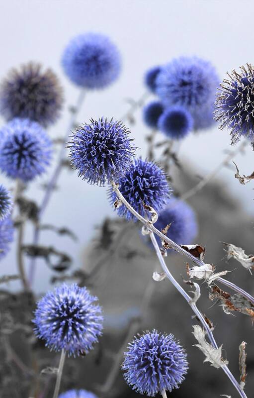 Sinfonía en azul: 5 flores irresistibles para un jardín que invite a la meditación y el relax