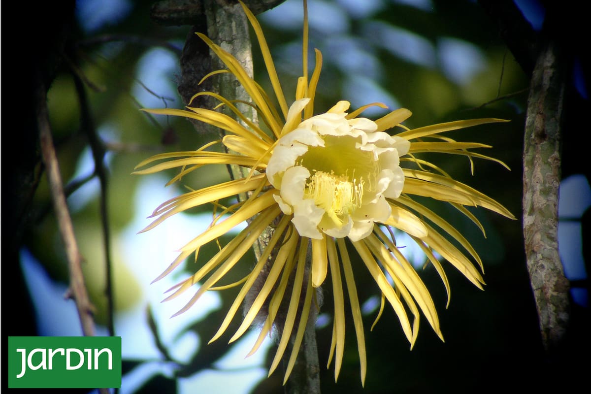 El misterio de las asombrosas flores que nacen y mueren en el mismo día
