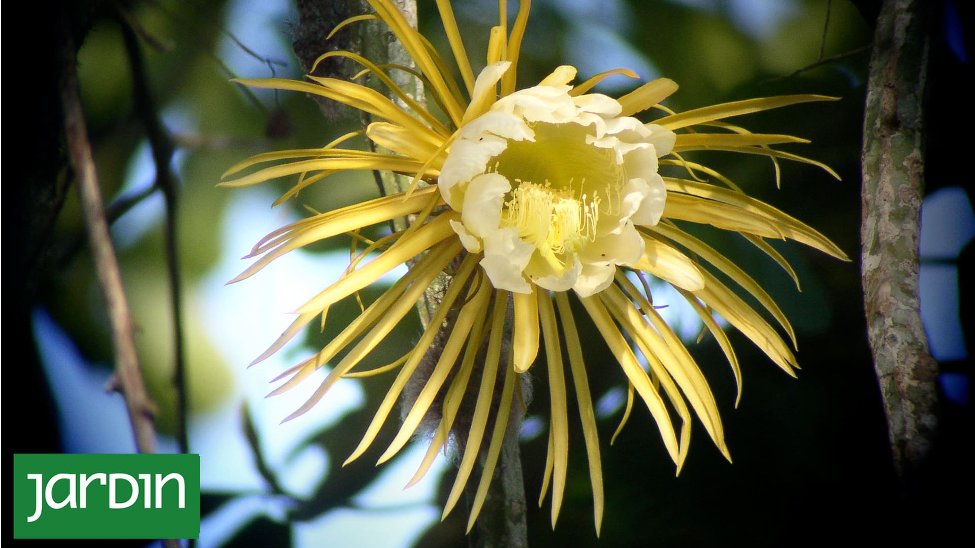 El misterio de las asombrosas flores que nacen y mueren en el mismo día