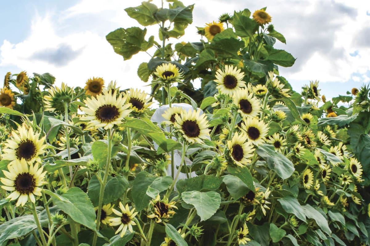 Empezó a cultivar girasoles de jardín como hobby y hoy tiene un emprendimiento familiar