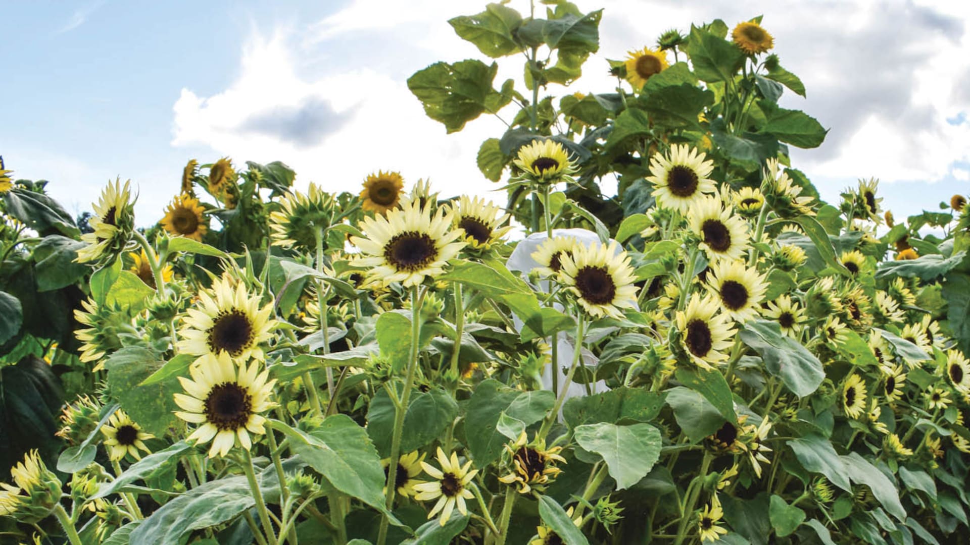 Empezó a cultivar girasoles de jardín como hobby y hoy tiene un emprendimiento familiar