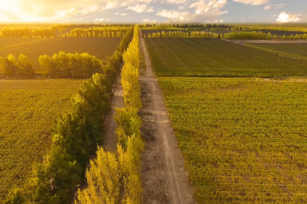 Santa Julia: una mirada sostenible sobre los vinos de la Argentina