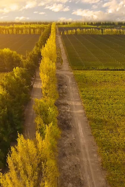 Santa Julia: una mirada sostenible sobre los vinos de la Argentina