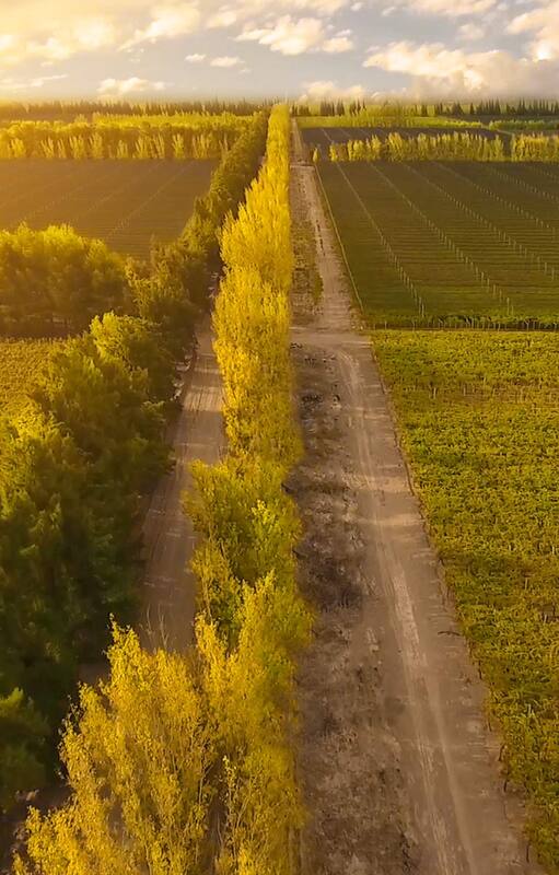 Santa Julia: una mirada sostenible sobre los vinos de la Argentina
