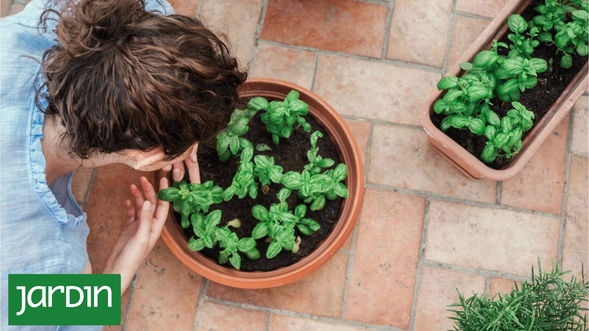 Te contamos cómo sumar estas plantas aromáticas a tu jardín y por qué no podés dejar de tenerlas
